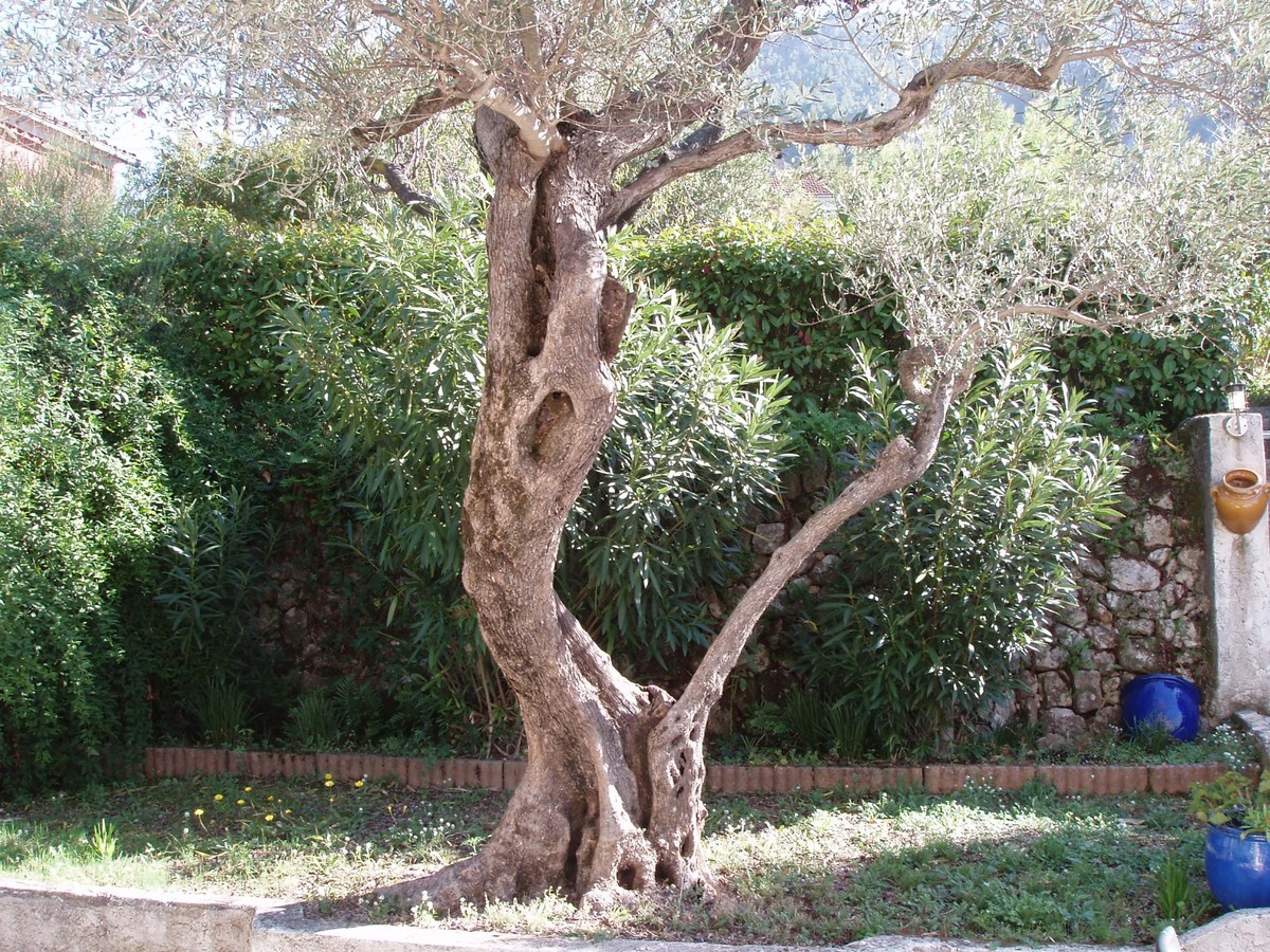 Maison-Villa - TOULON 